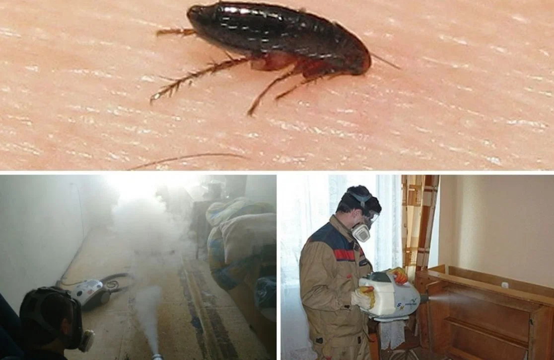 Уничтожение блох в квартире