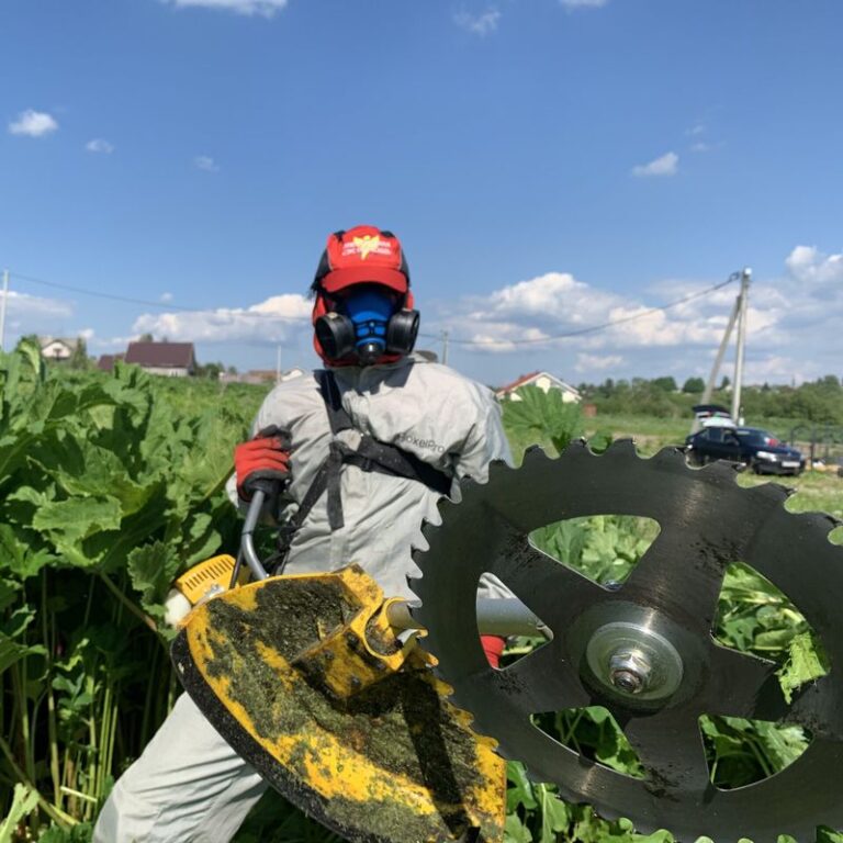 Покос борщевика
